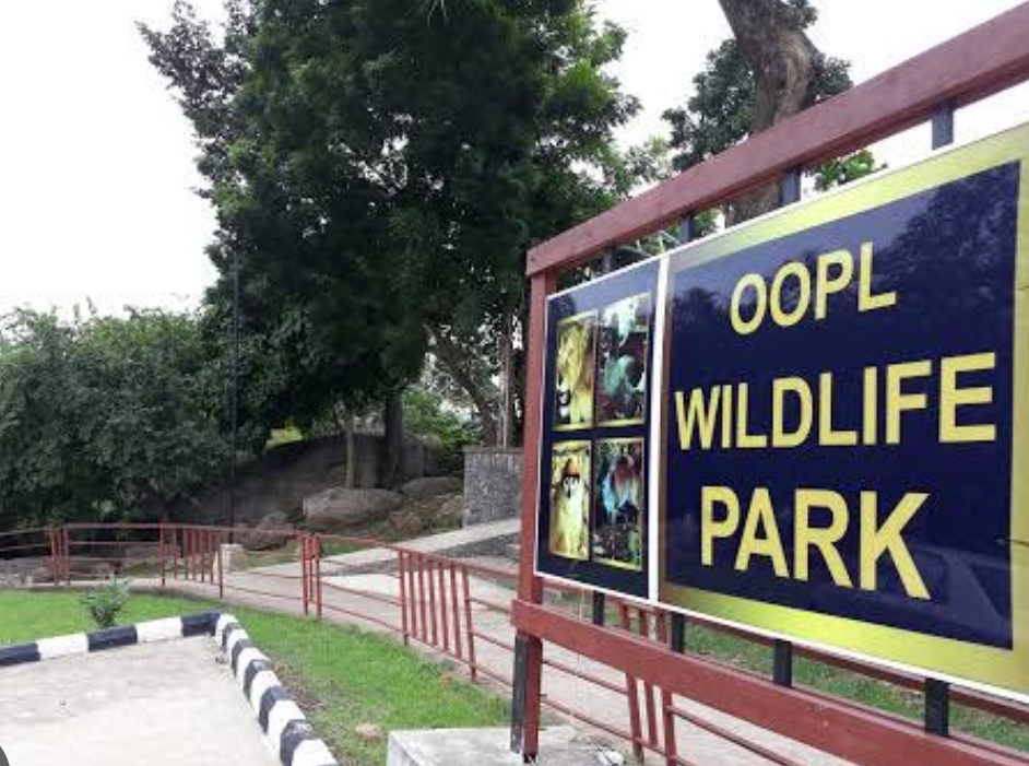 Just In: Lion kills handler at Olusegun Obasanjo library zoo