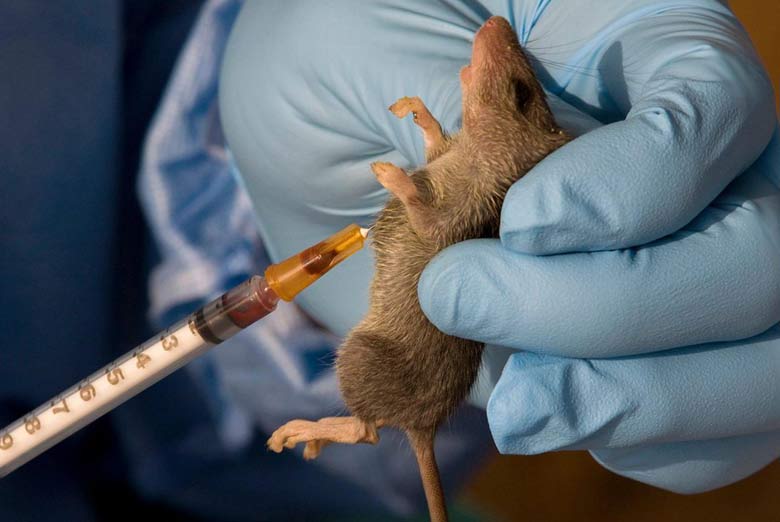 Benue doctor dies of Lassa fever after fresh outbreak